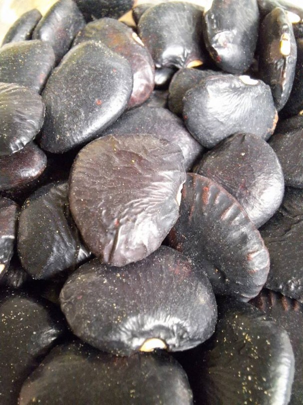 Black Star lima bab - futó vajbab - Alabama Blackeye, Phaseolus lunatus, hüvelyes